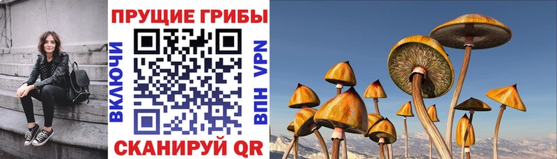 Псилоцибиновые грибы мицелий KRAKEN вход Кораблино